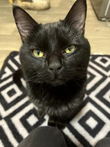 Bear the cat sitting, looking at the camera