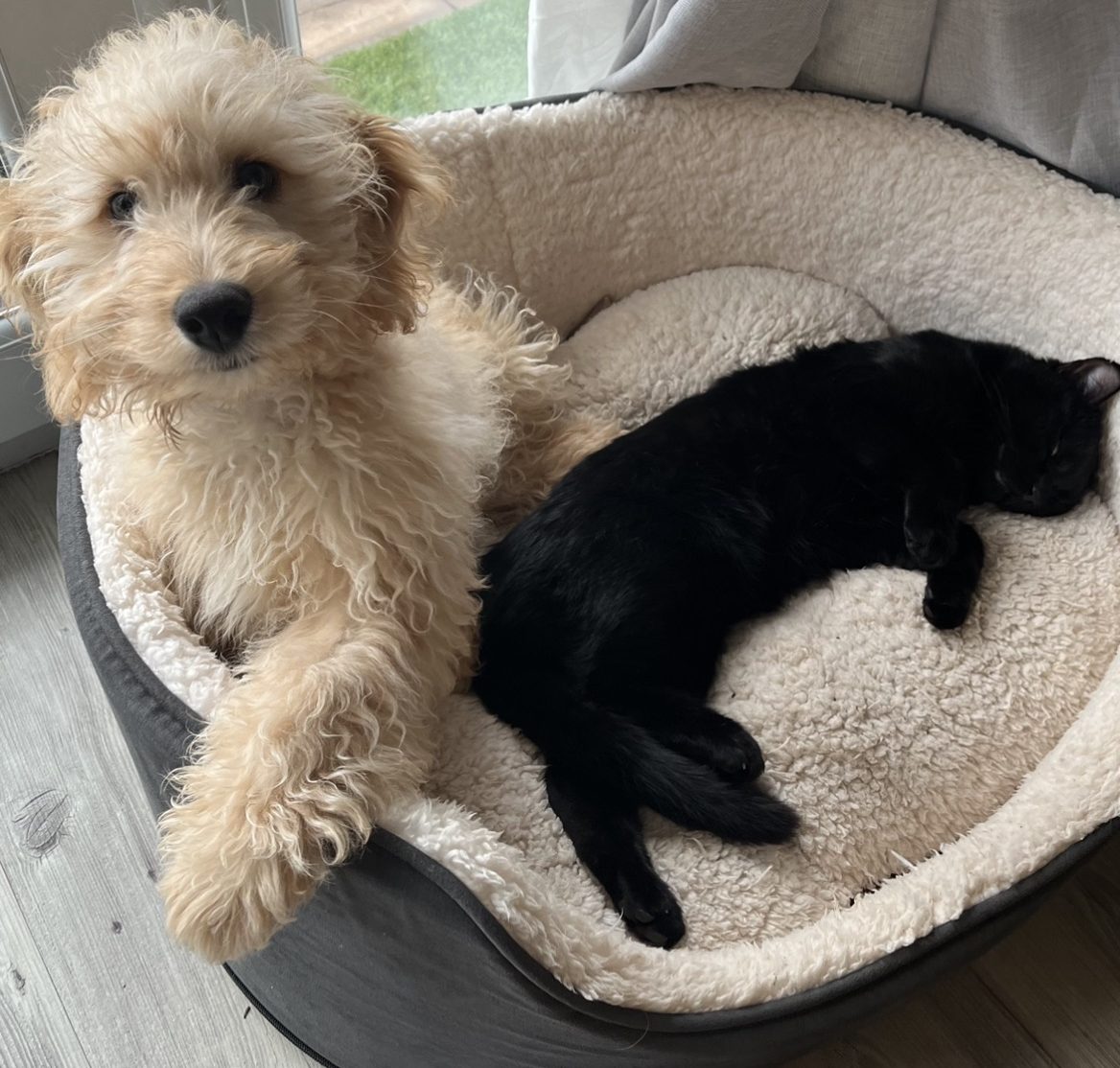 Alf the dog and Bear the cat laying in bed together